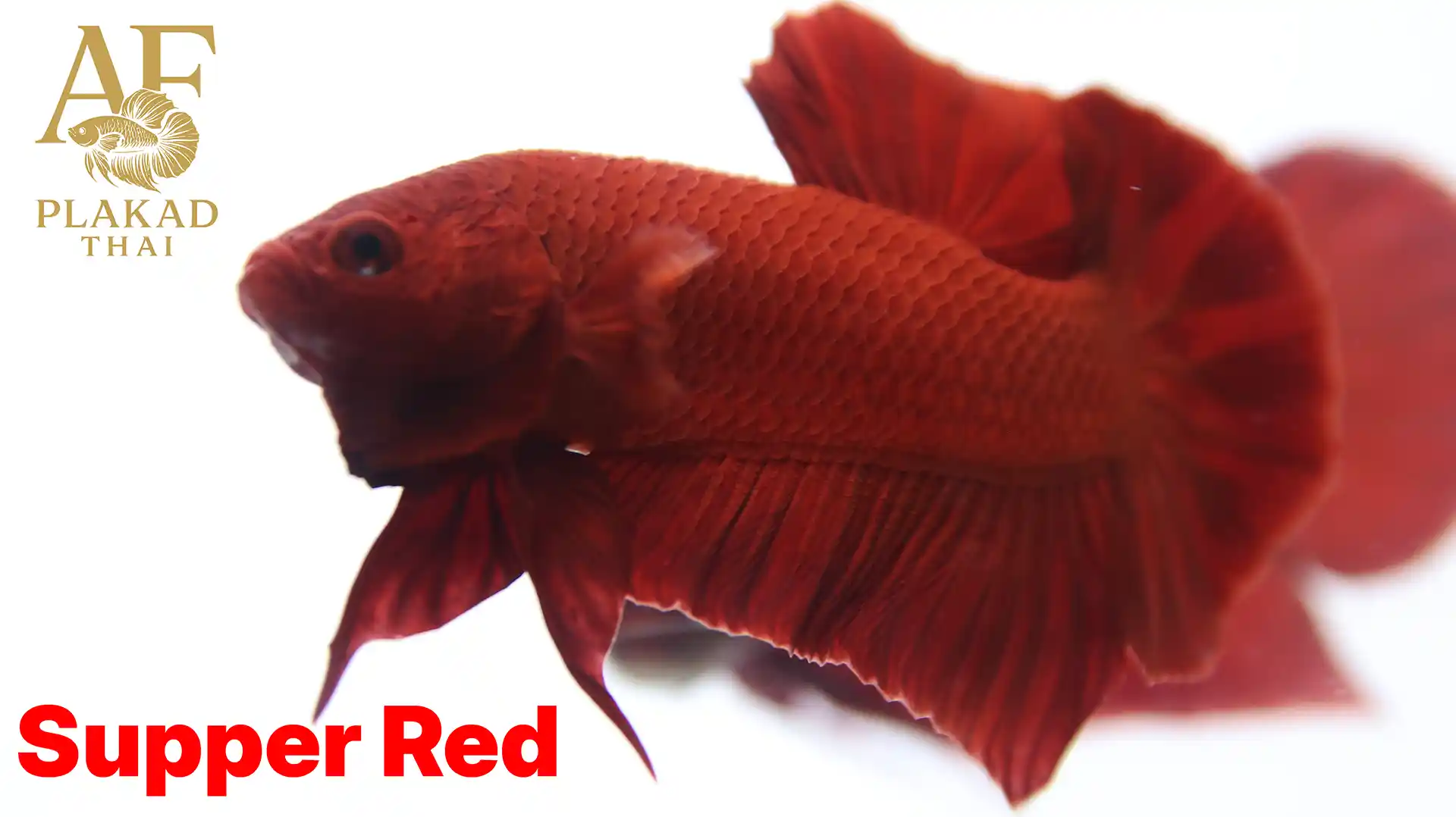 Thai Pot Super Red Betta Fish – Deep Crimson Show Grade Male from AF Plakad Thai (Thailand Export)